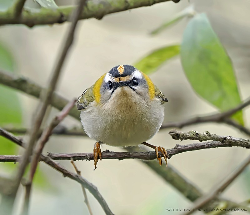 Firecrest
