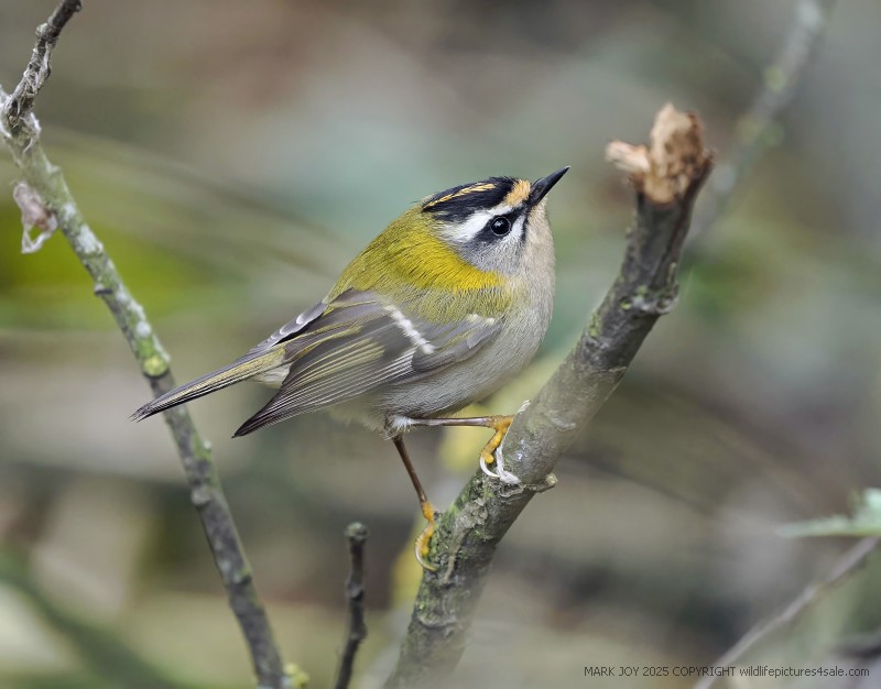 Firecrest