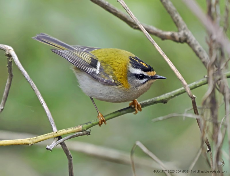 Firecrest