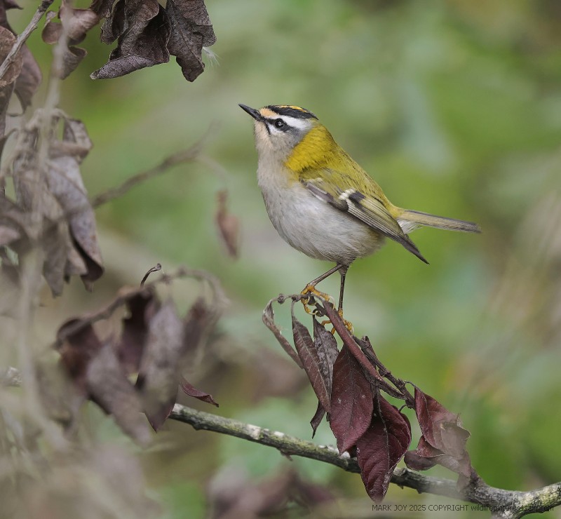 Firecrest