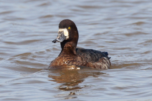 Scaup
