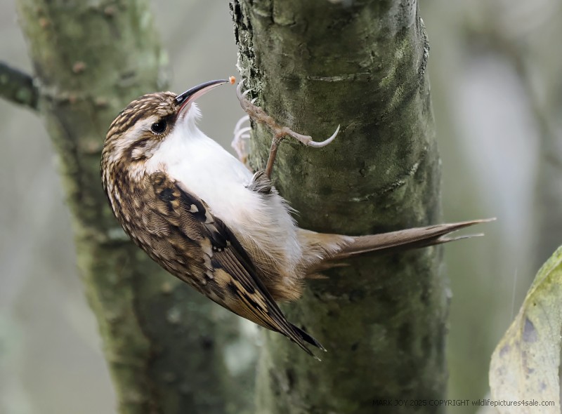 Treecreeper