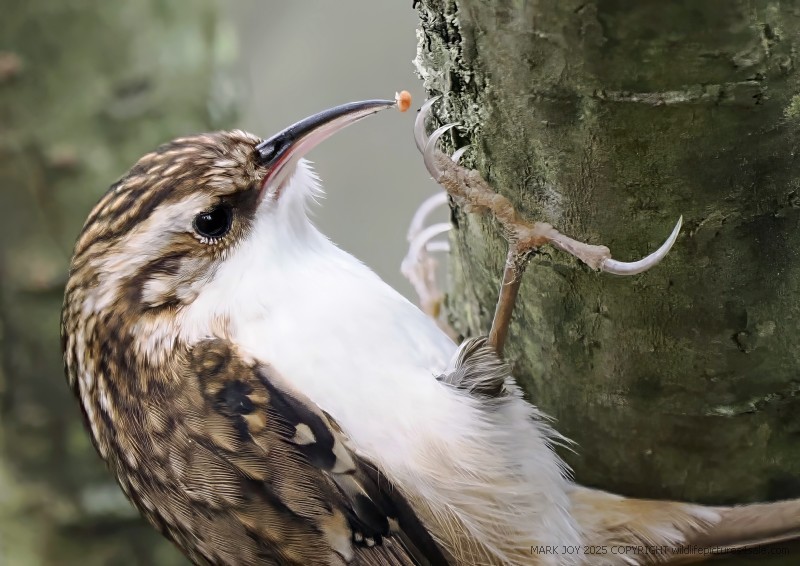 Treecreeper