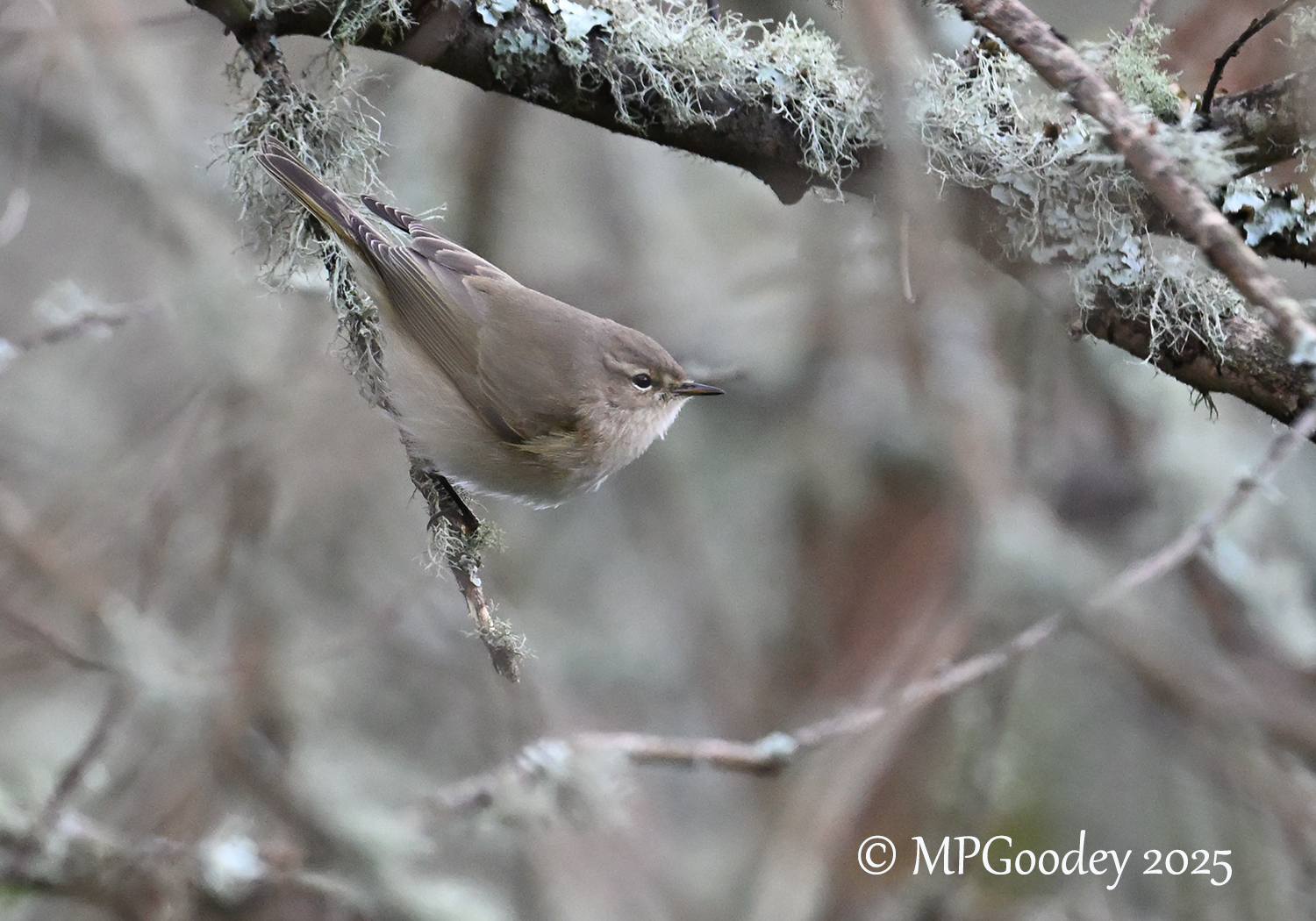 Siberian Chiffchaff