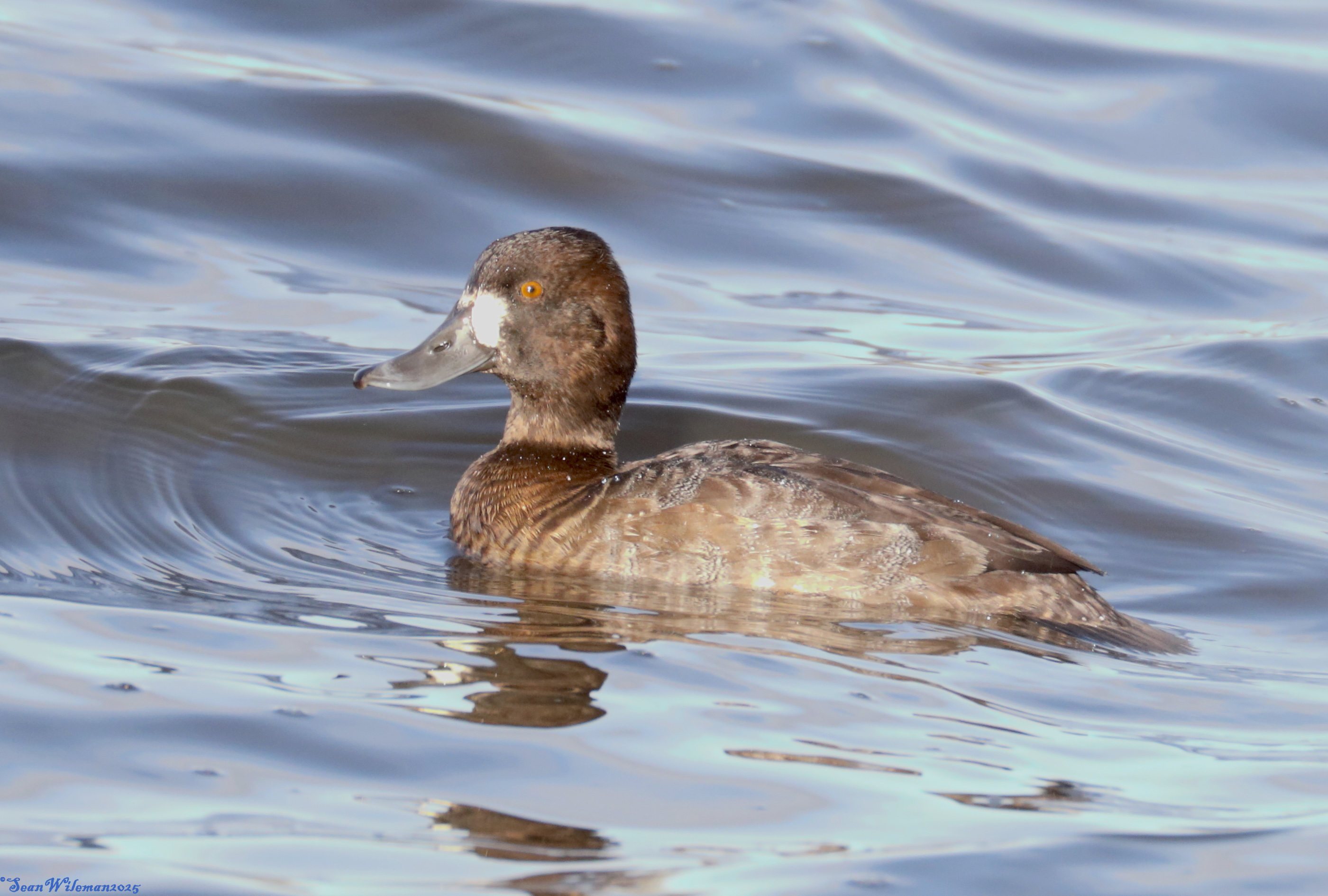 Lesser Scaup
