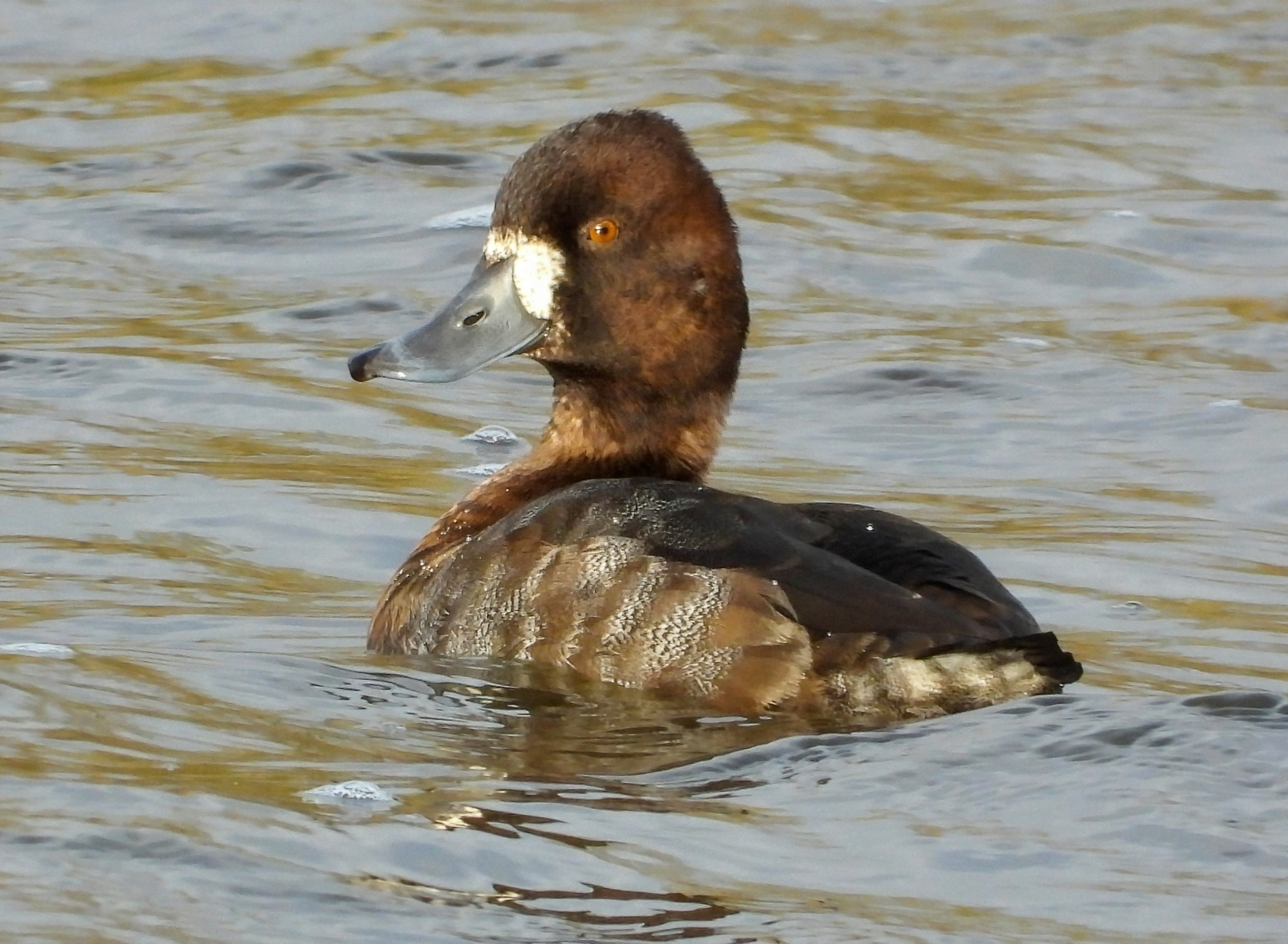 Lesser Scaup
