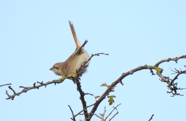 Isabelline Shrike sp