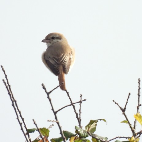 Isabelline Shrike sp