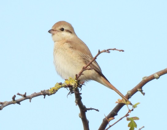 Isabelline Shrike sp