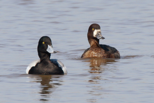 Scaup
