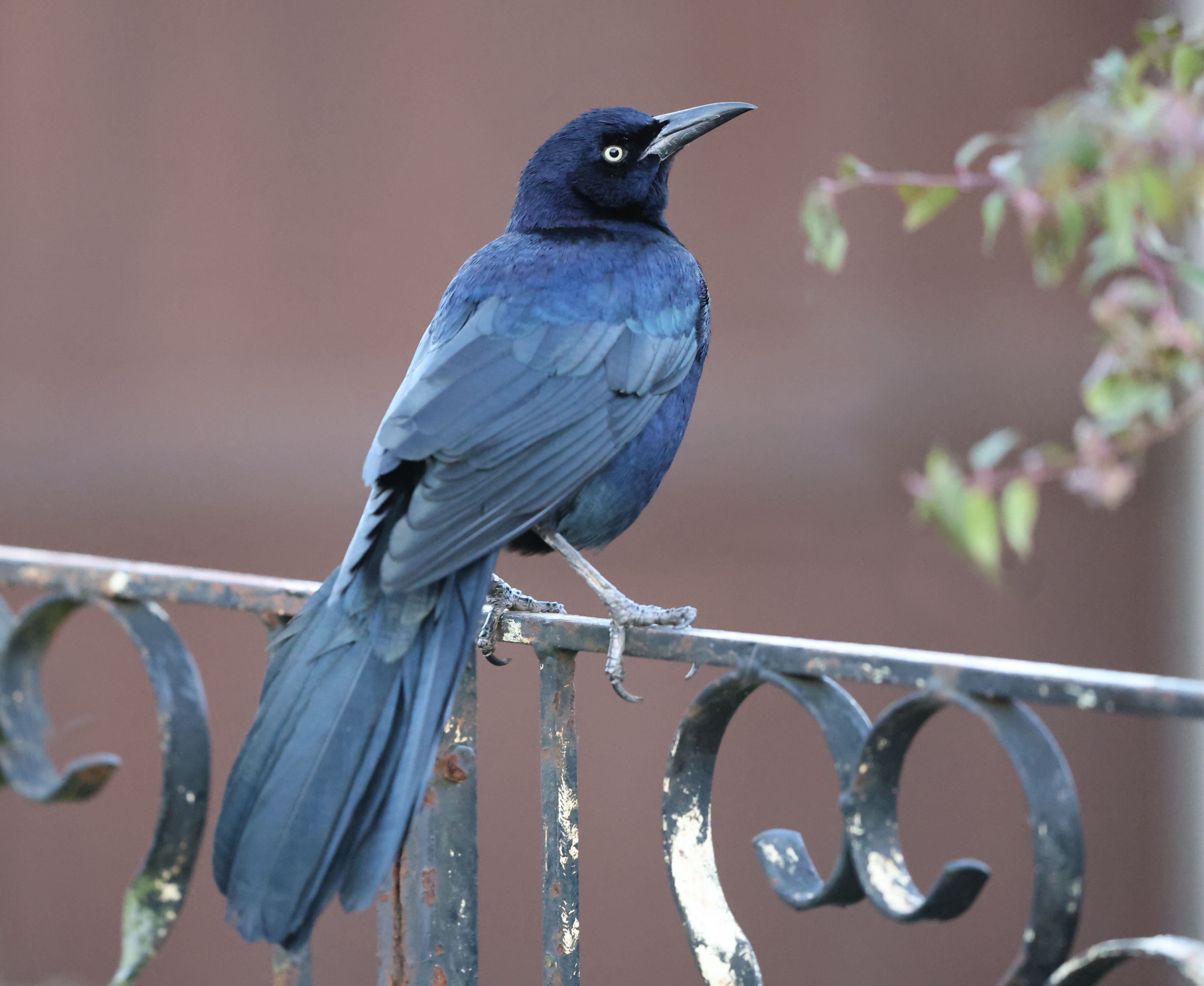 Boat-tailed Grackle