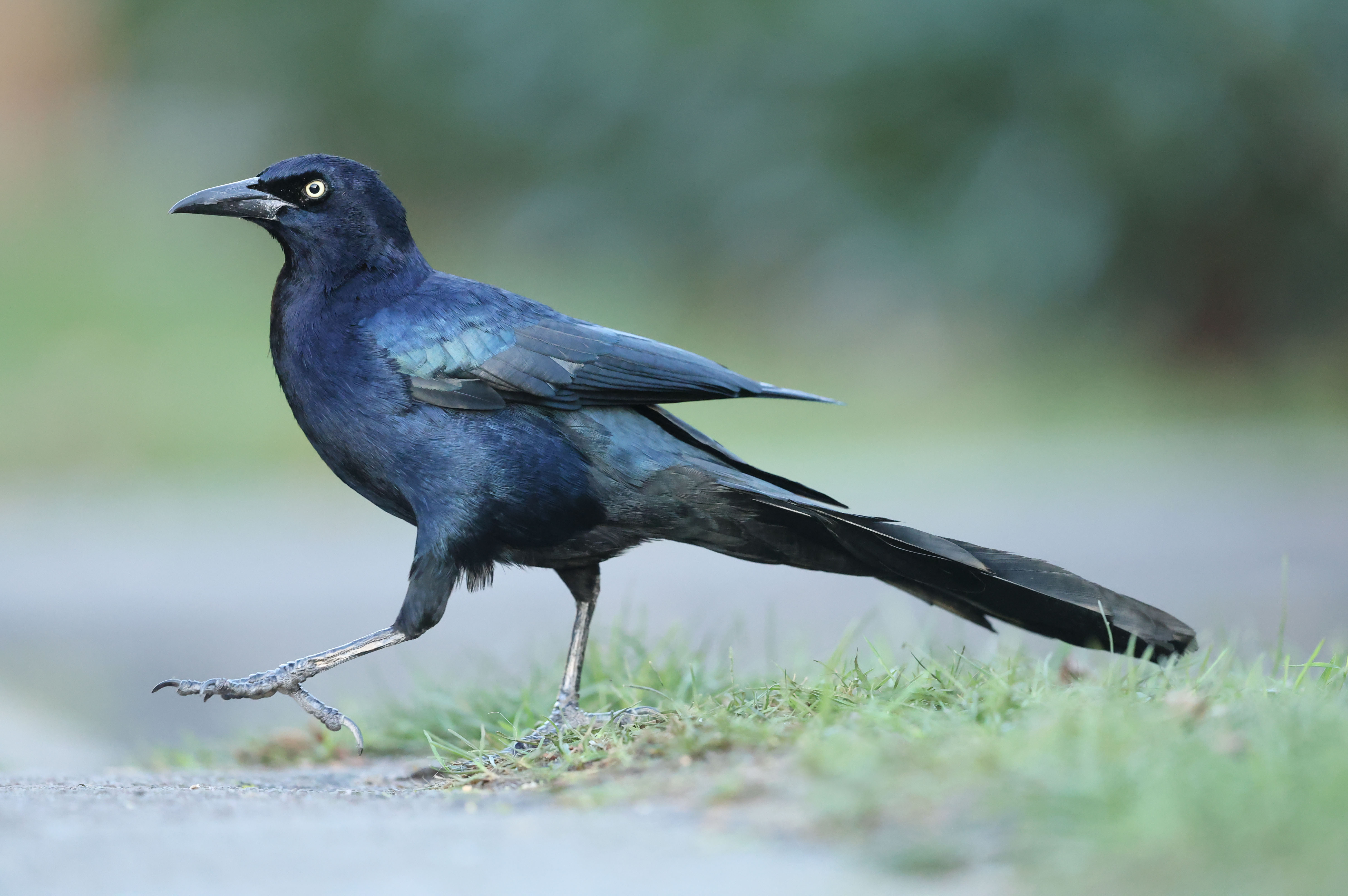 Boat-tailed Grackle