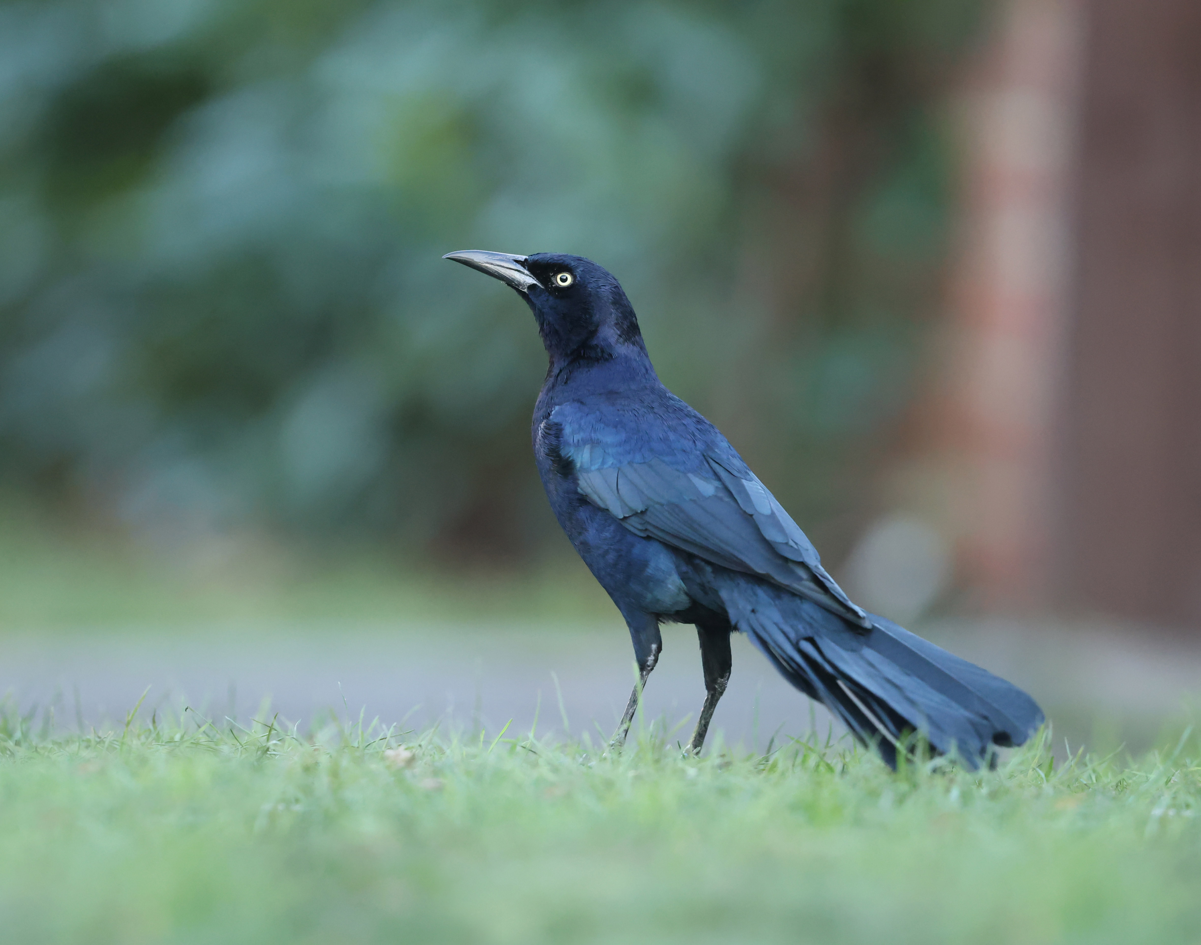 Boat-tailed Grackle