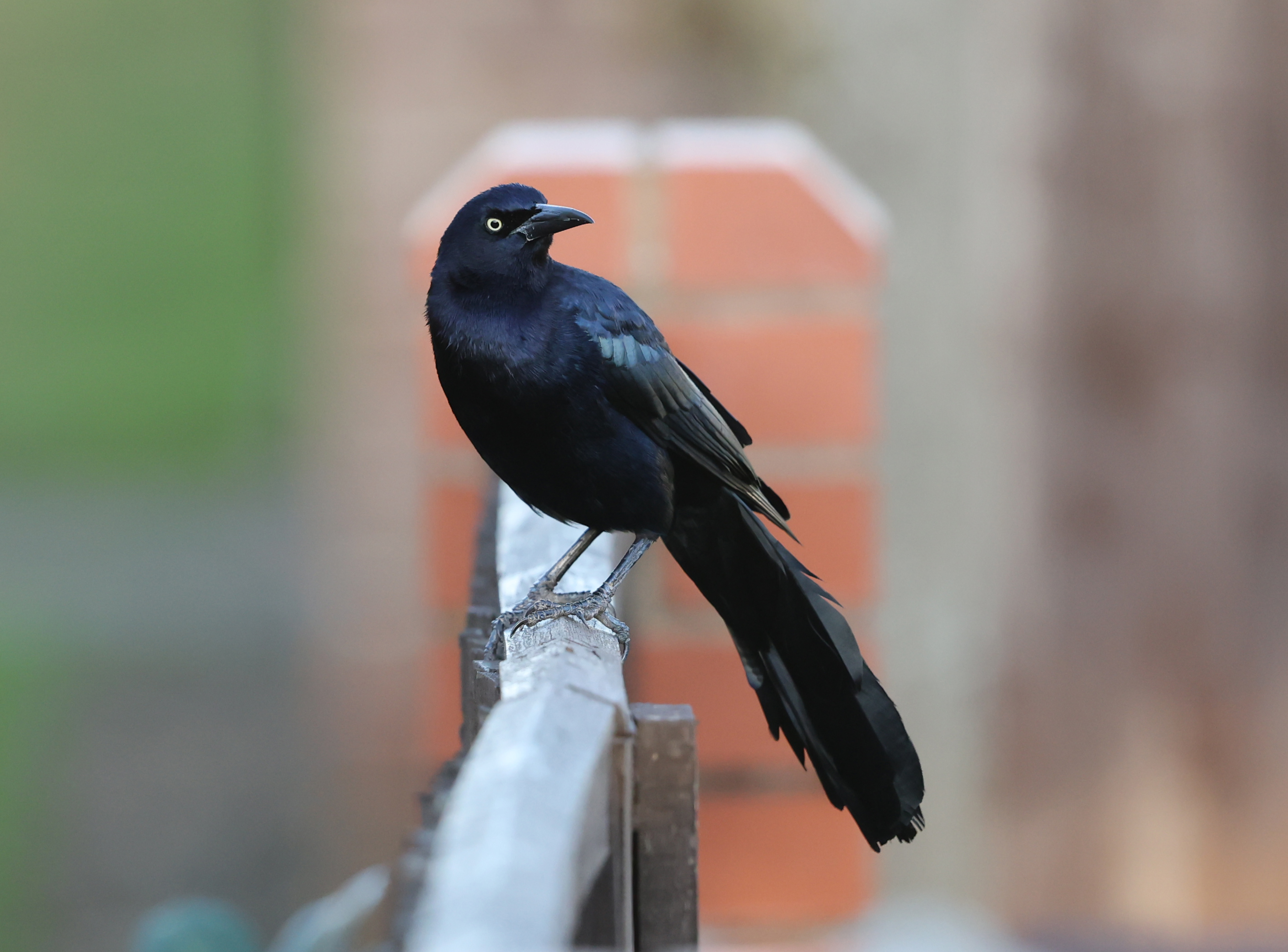 Boat-tailed Grackle