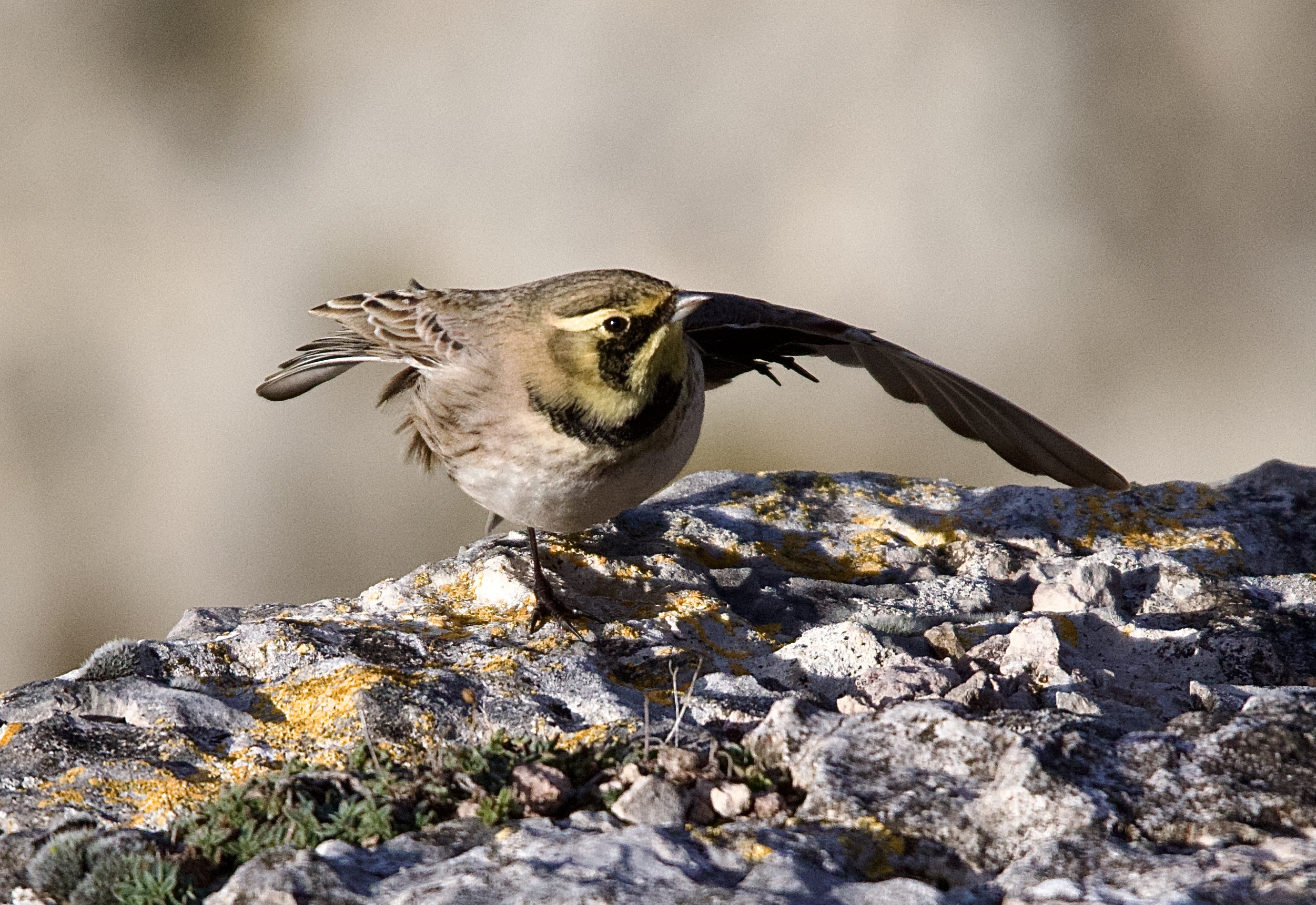 Shorelark