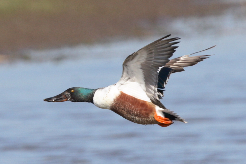Shoveler
