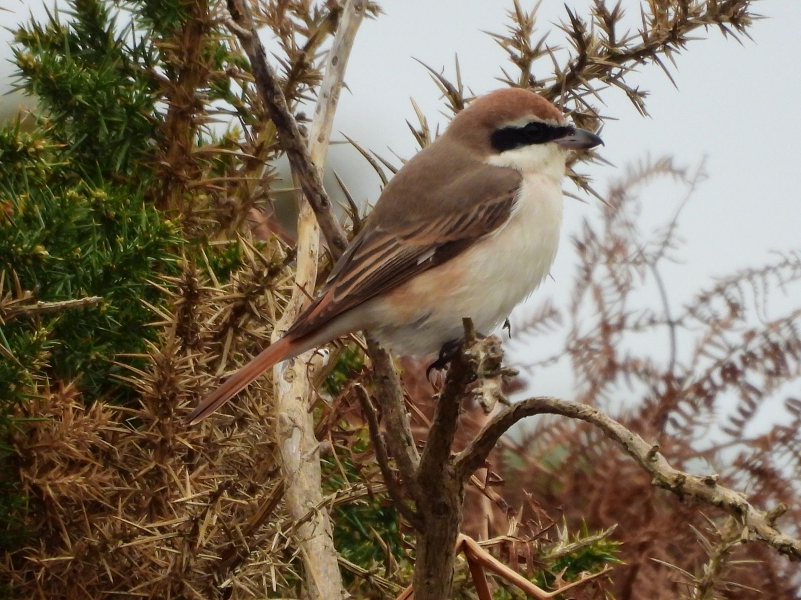 Turkestan Shrike