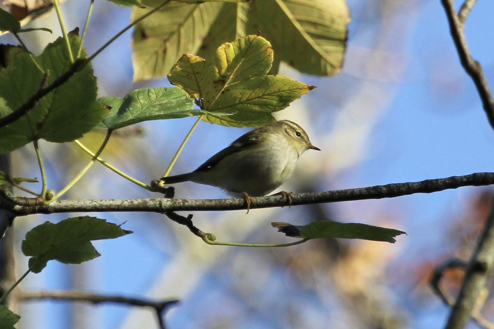 Yellow-browed Warbler