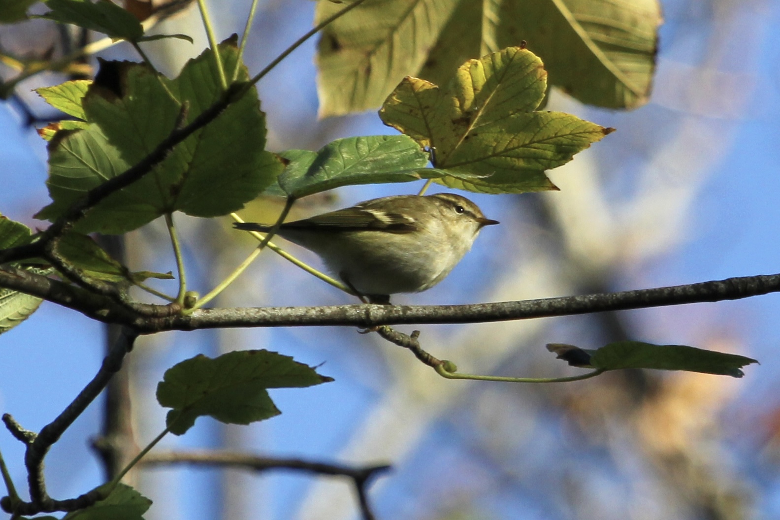 Yellow-browed Warbler