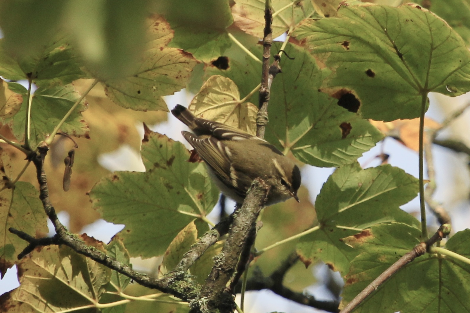 Yellow-browed Warbler