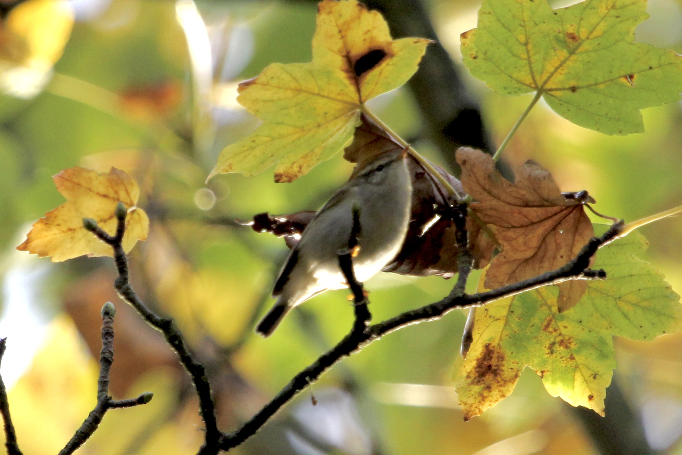 Yellow-browed Warbler