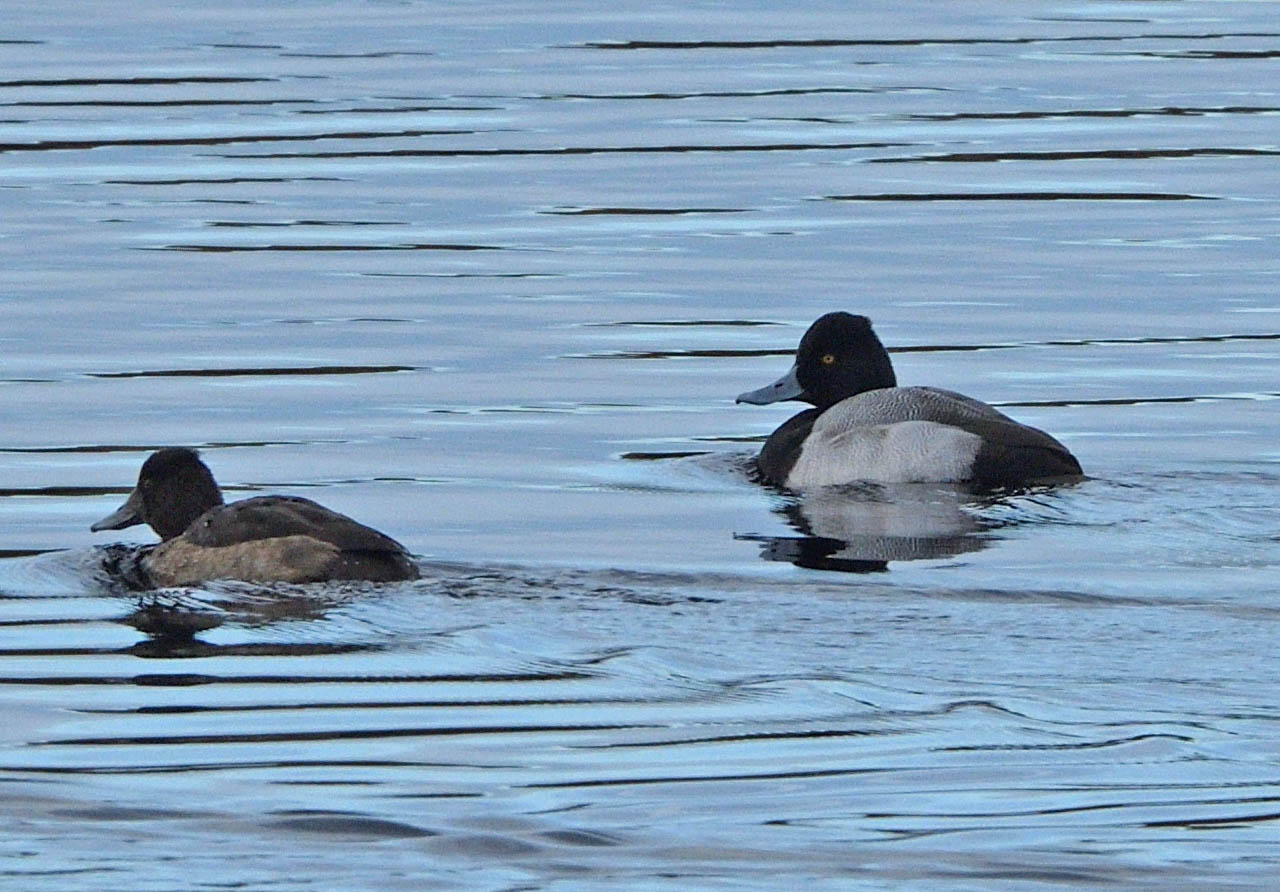 Lesser Scaup