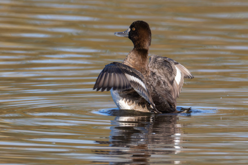 Lesser Scaup