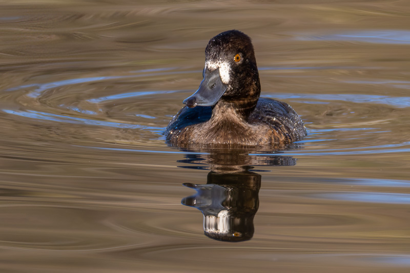 Lesser Scaup