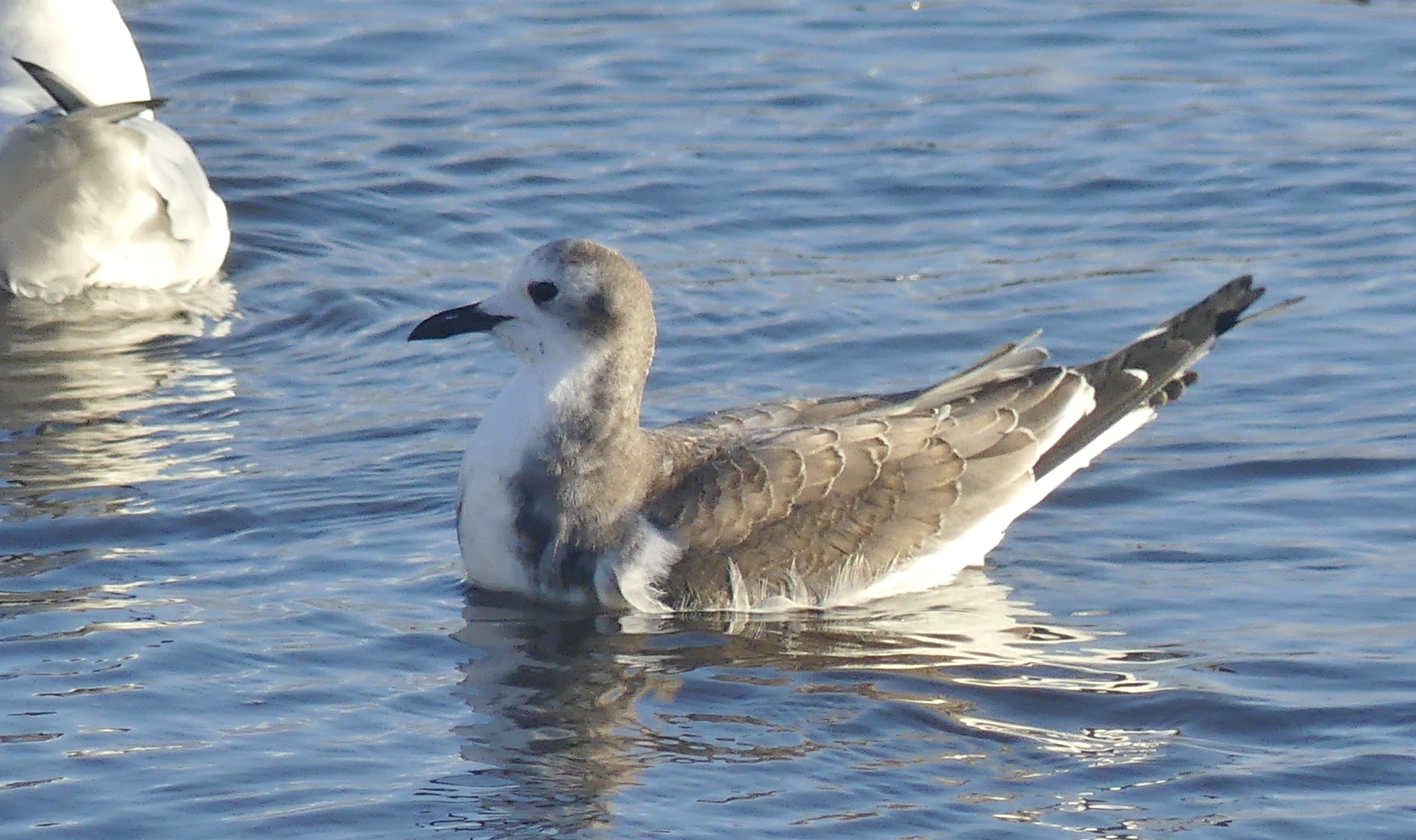 Sabine's Gull