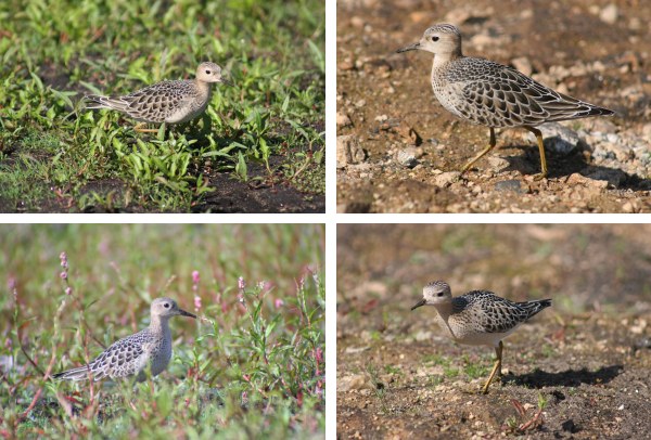 Buff-breasted Sandpiper