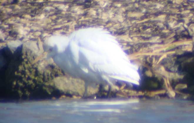 Cattle Egret