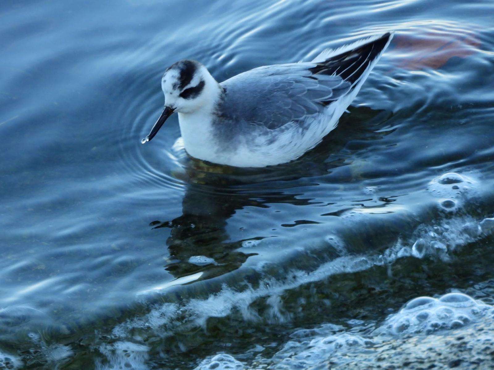 Grey Phalarope