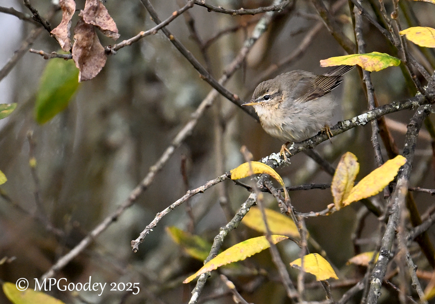 Dusky Warbler