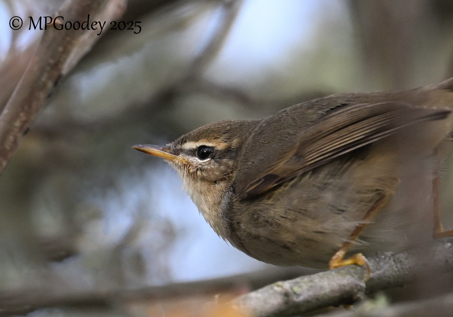 Dusky Warbler