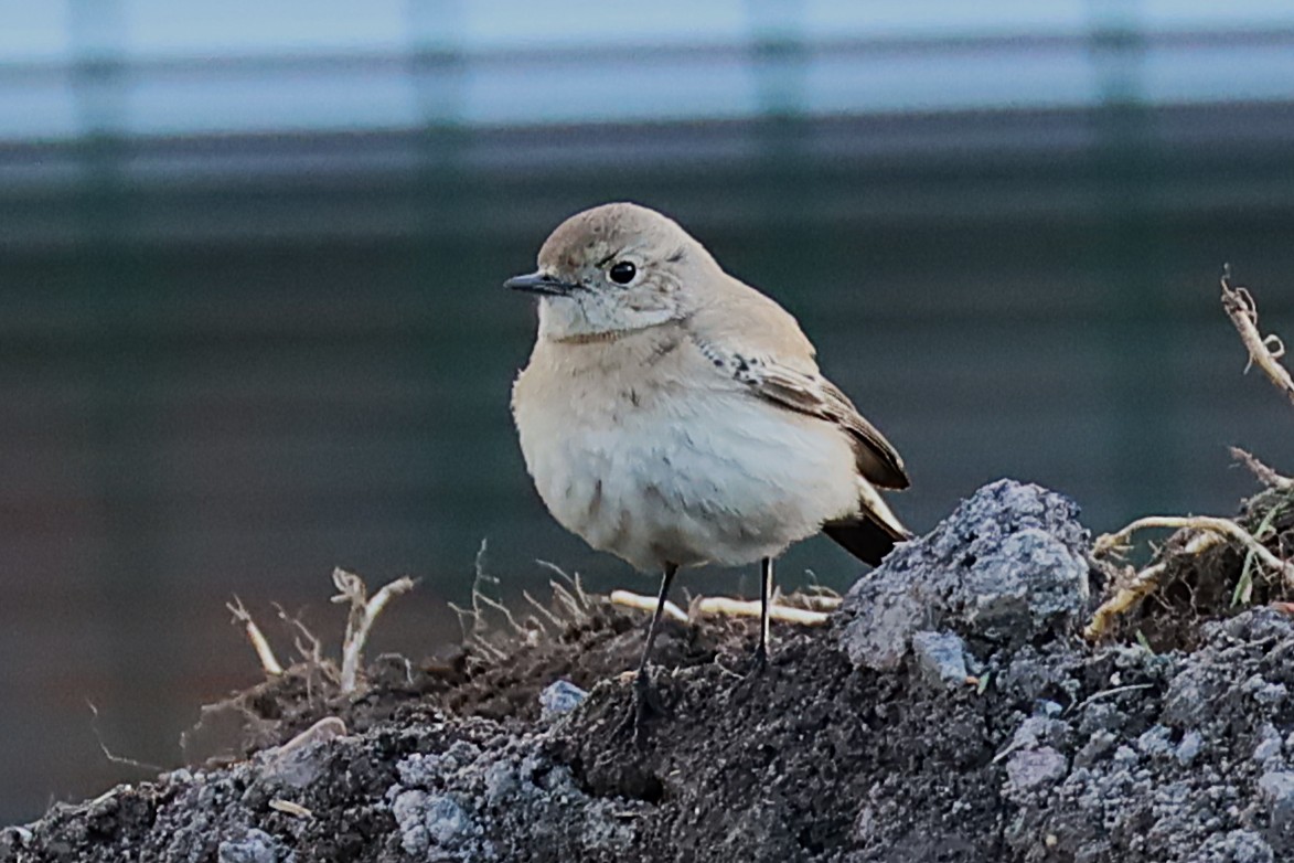 Desert Wheatear