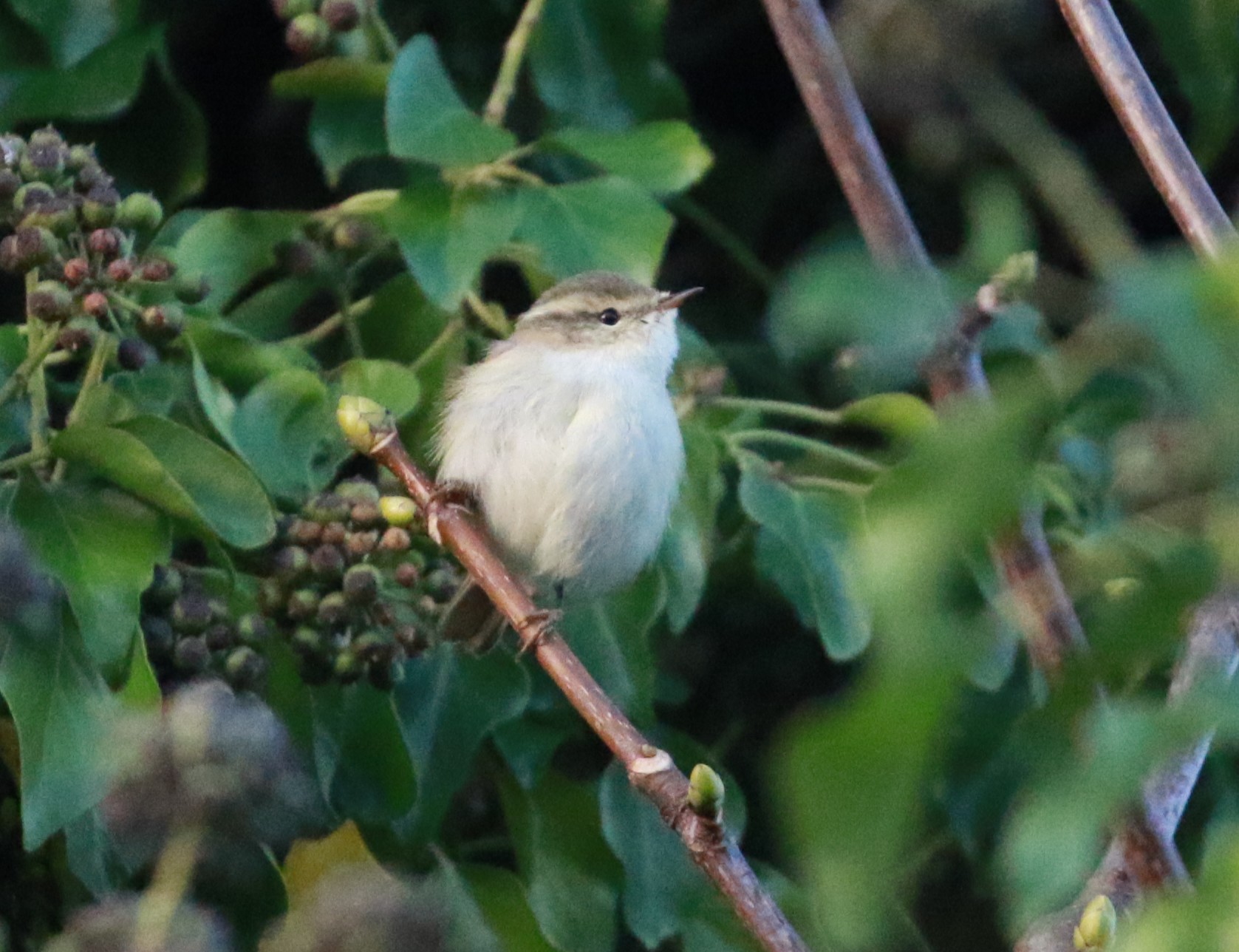 Hume's Warbler