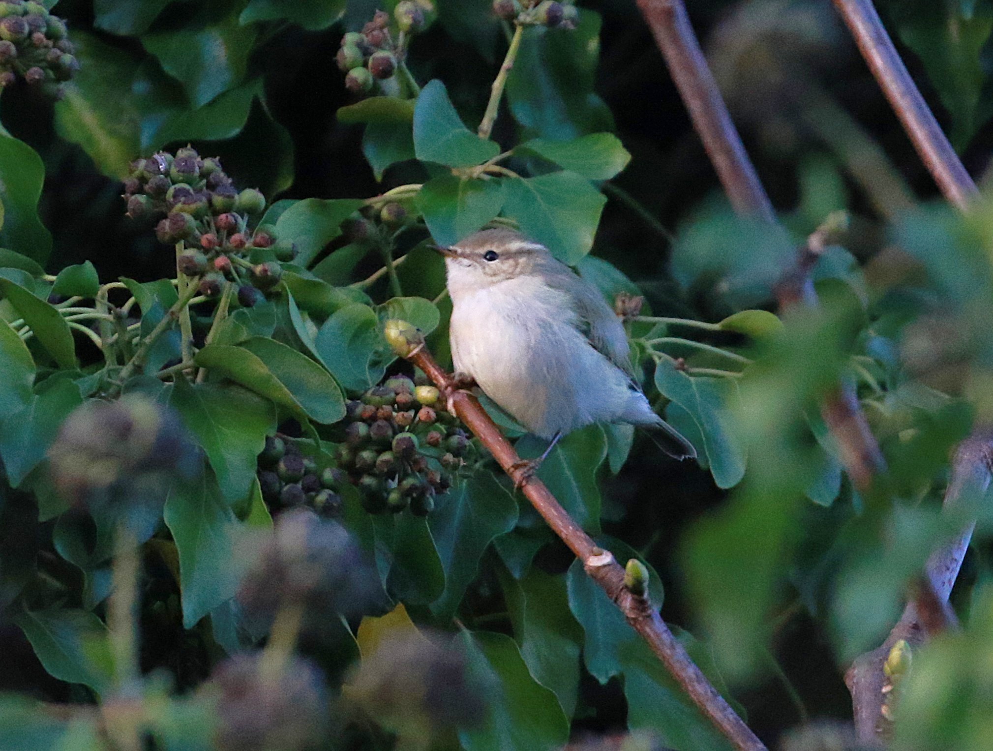 Hume's Warbler