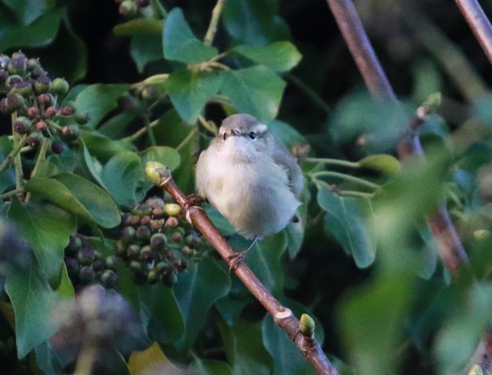 Hume's Warbler