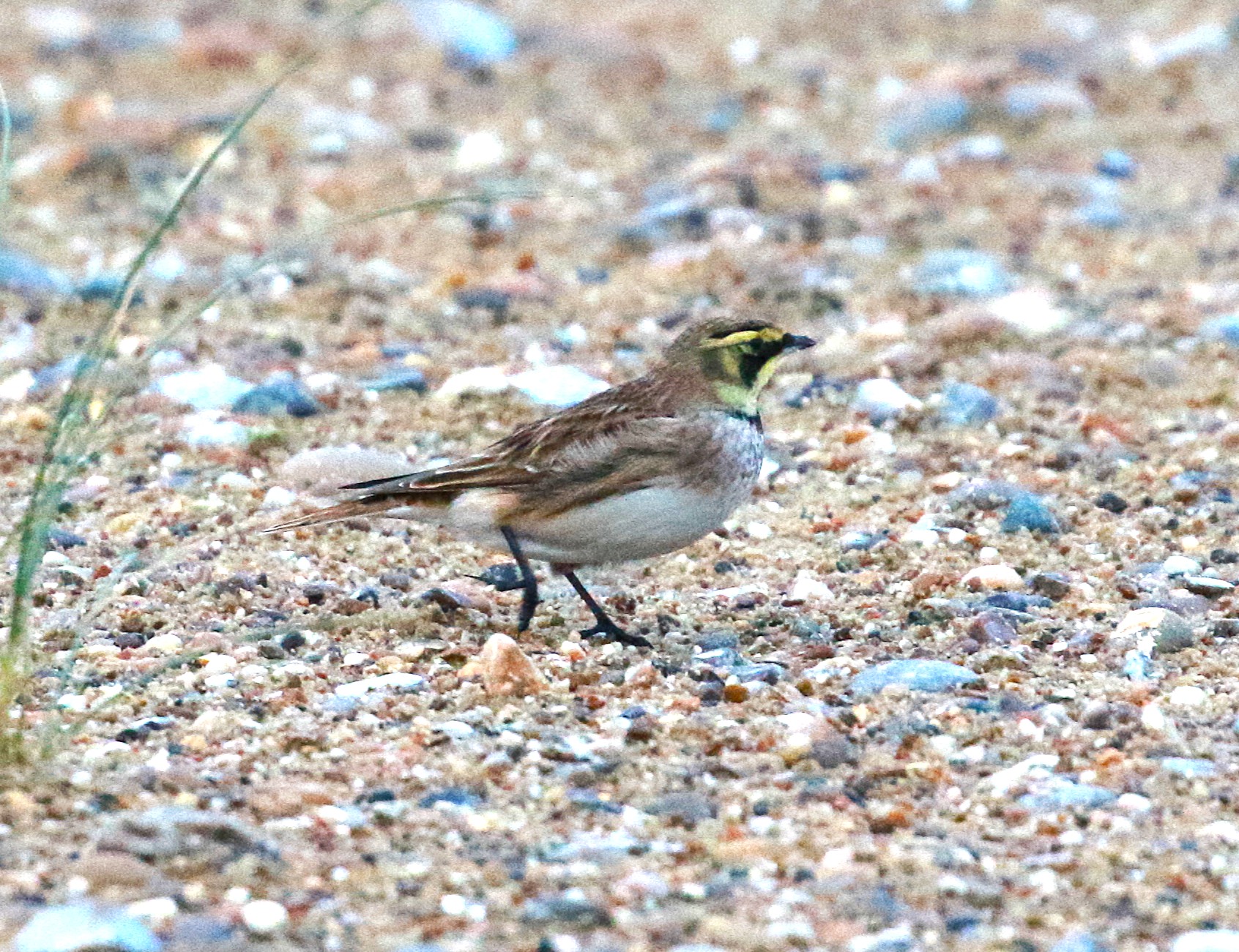Shorelark