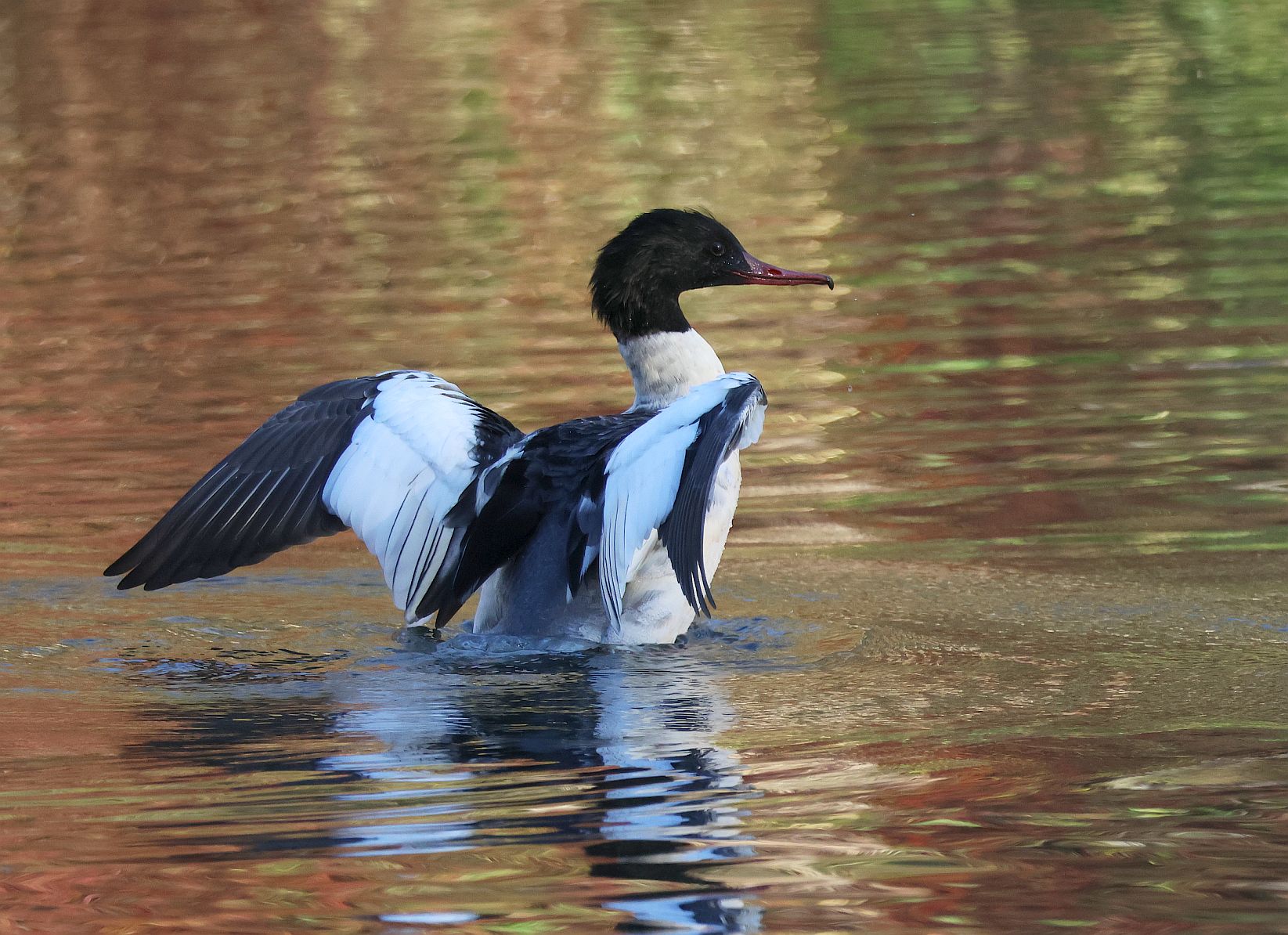 Goosander