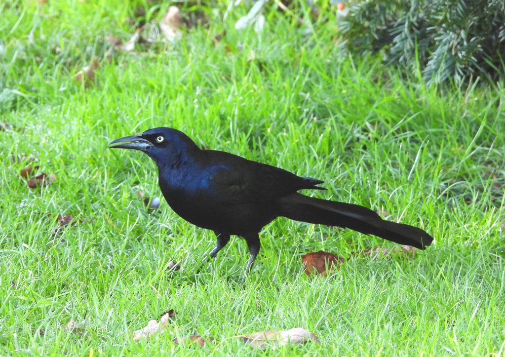 Boat-tailed Grackle