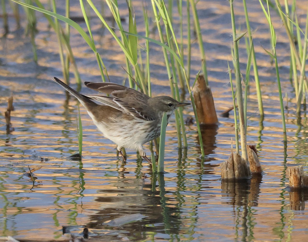 Water Pipit