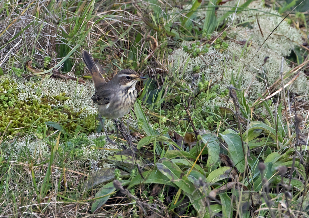Bluethroat