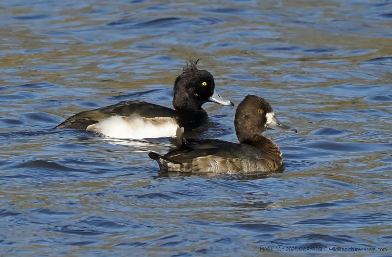 Lesser Scaup