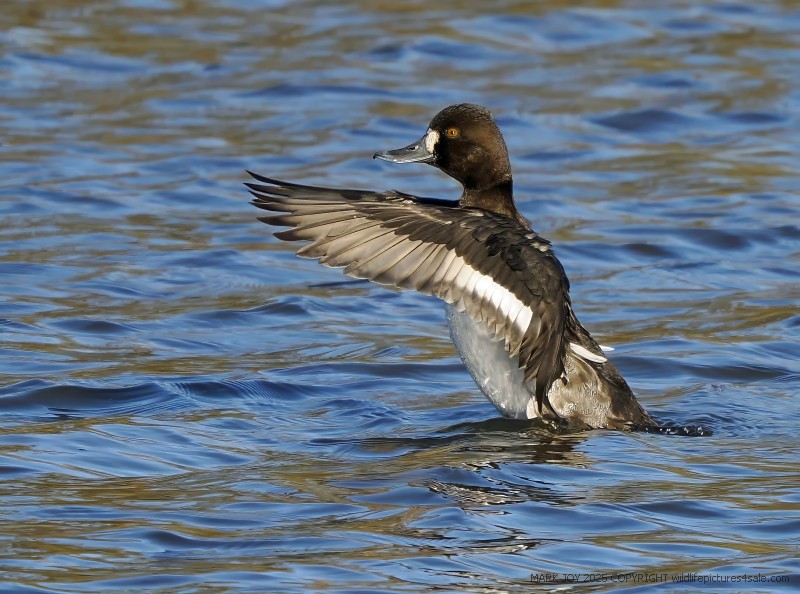 Lesser Scaup