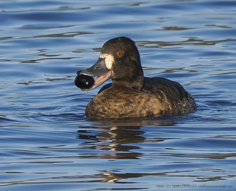 Lesser Scaup