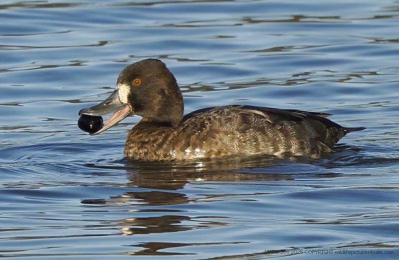Lesser Scaup