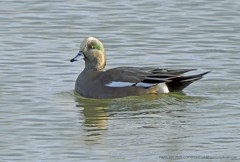 American Wigeon