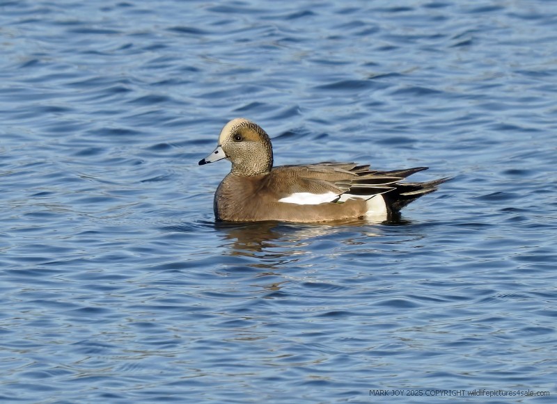 American Wigeon