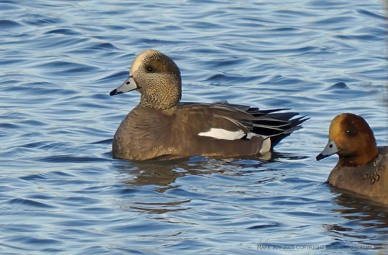 American Wigeon